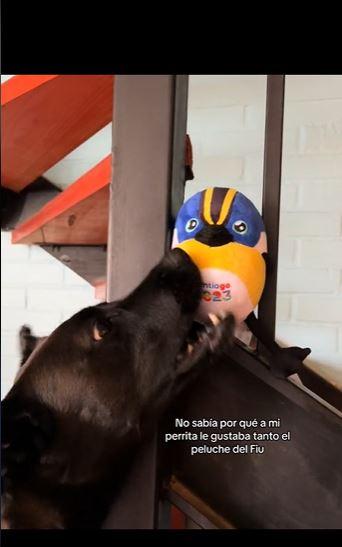 Captura TikTok - Emmita regaloneando con Fiu.