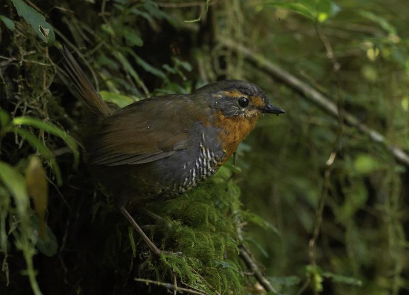 Fauna chilena Chucao @estampaverde