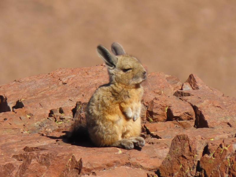 Fauna chilena Vizcacha - Mayra Valencia