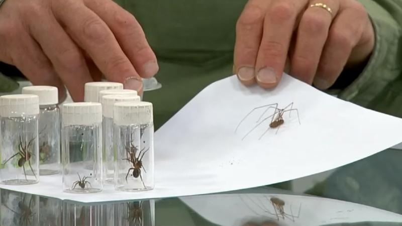 T13 - La araña tigre, nuestra aliada en el combate contra la araña de rincón