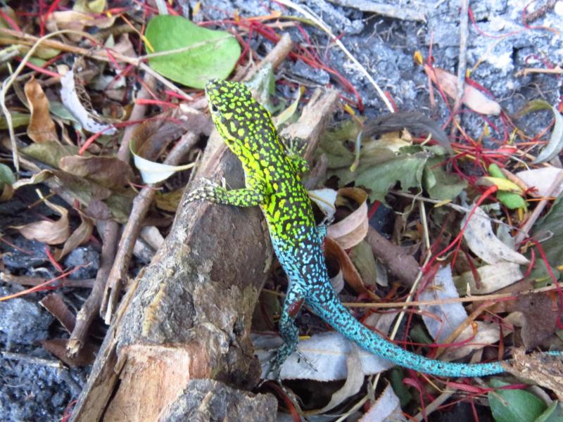 Fauna chilena - Lagartija esbelta @feracunaruz