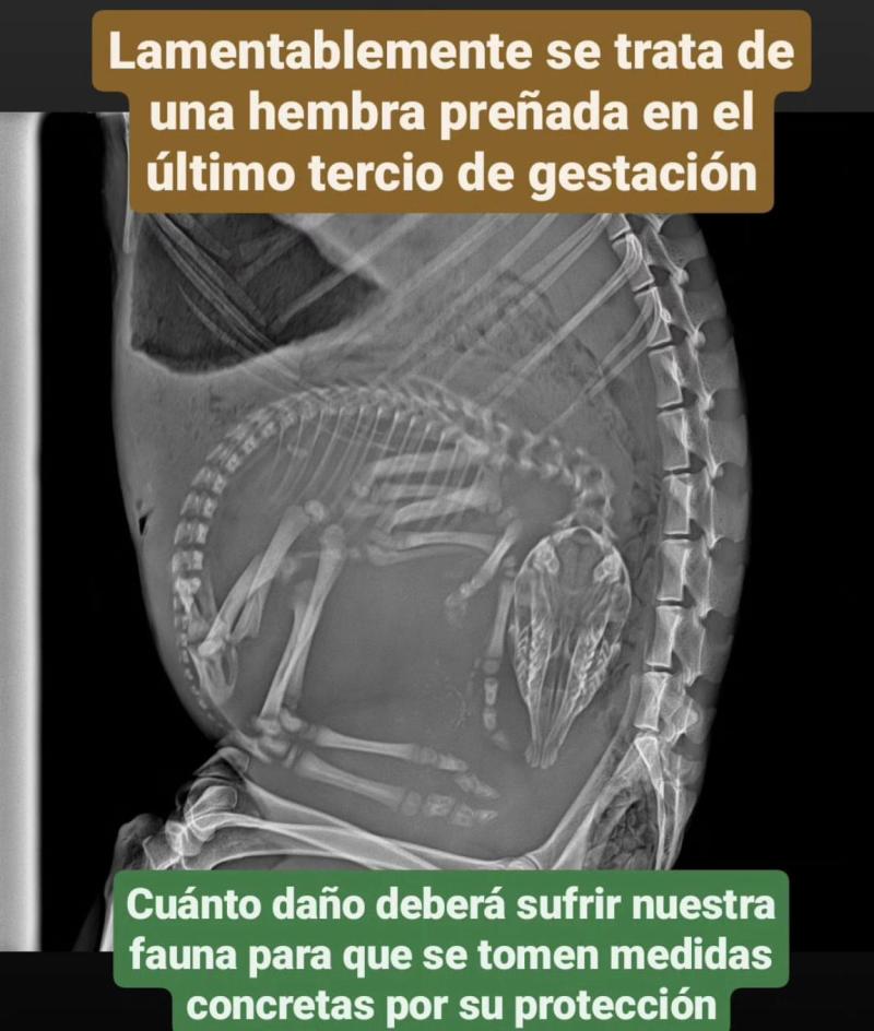 Chiloé Silvestre - Pudú embaraza atacada por perros