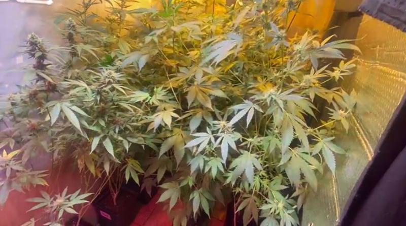 Plantas de marihuana incautadas por Carabineros