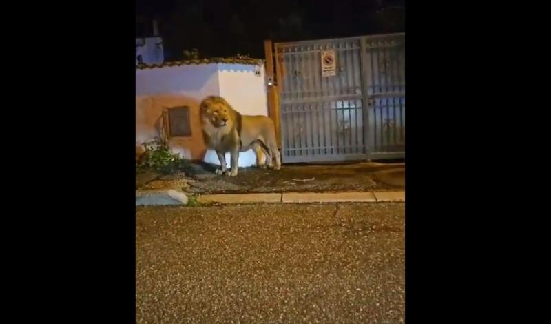 León escapa de circo y provoca terror en calles de pueblo cercano a Roma