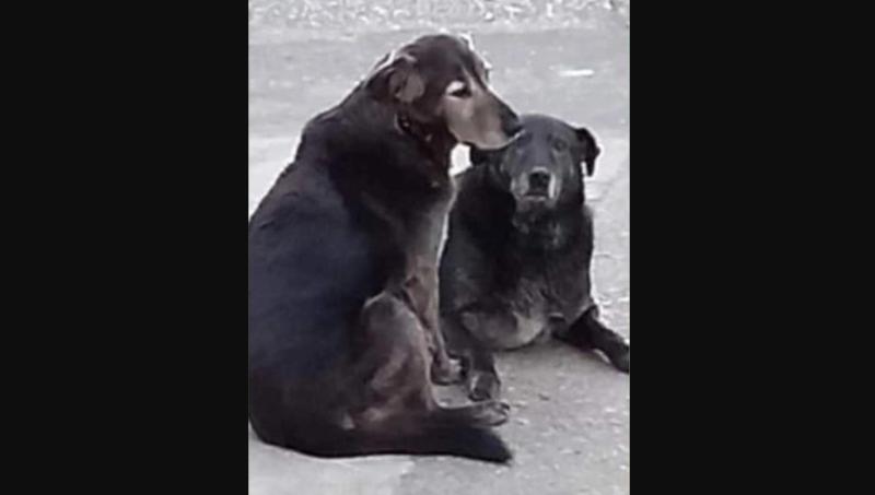 Acusan maltrato animal en Valdivia: manifestantes atacan café por desaparición de perros