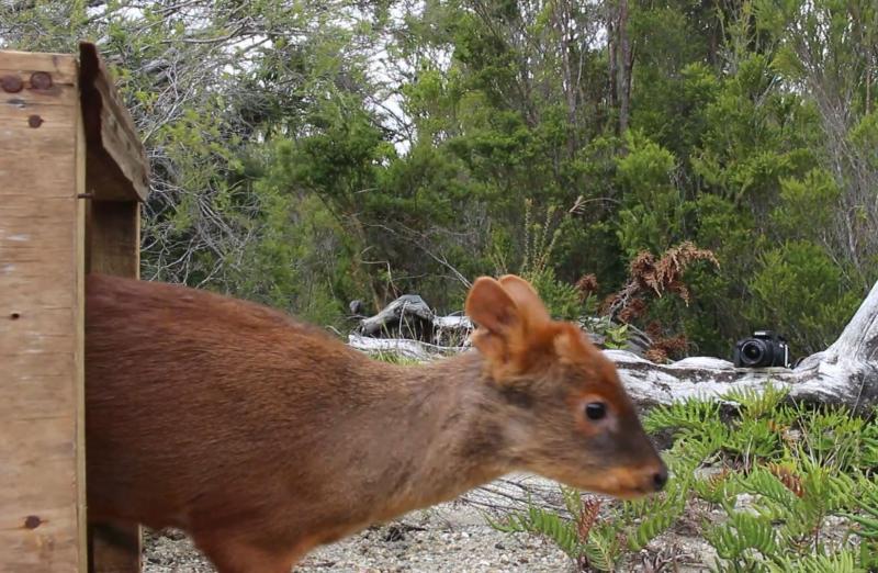 Pudú rescatado y liberado por Chiloé Silvestre