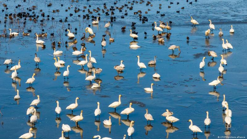 Los autores del estudio relacionan directamente las extinciones de aves con la actual crisis de biodiversidad.