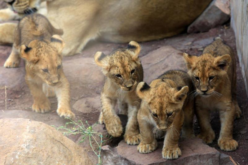 Foto: Agencia Uno - Zoológico Nacional tendrá acceso gratuito