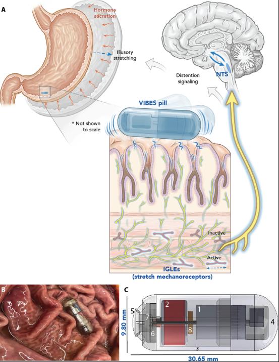 Science Advances - Investigadores crean píldora contra obesidad