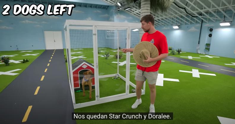 MrBeast, tuvo un considerado gesto navideño y rescató 100 perros abandonados para darles un hogar