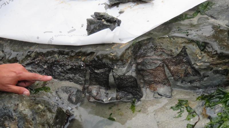 R. Otero - Rescatan fósil de dinosaurio en Algarrobo