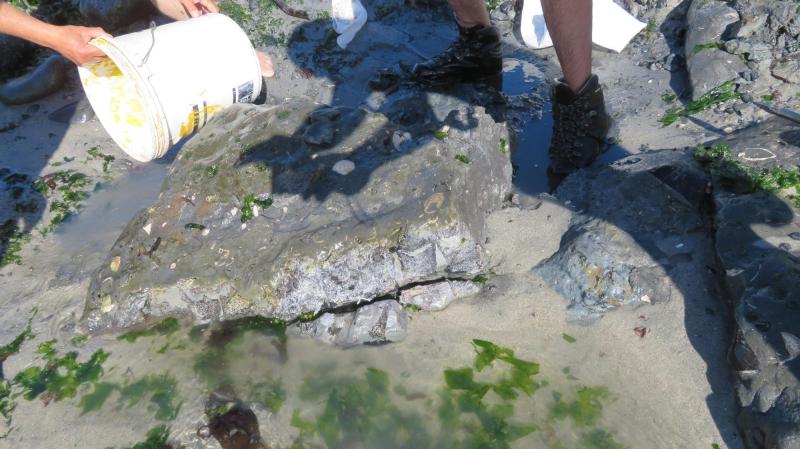 R. Otero - Rescatan fósil de dinosaurio en Algarrobo