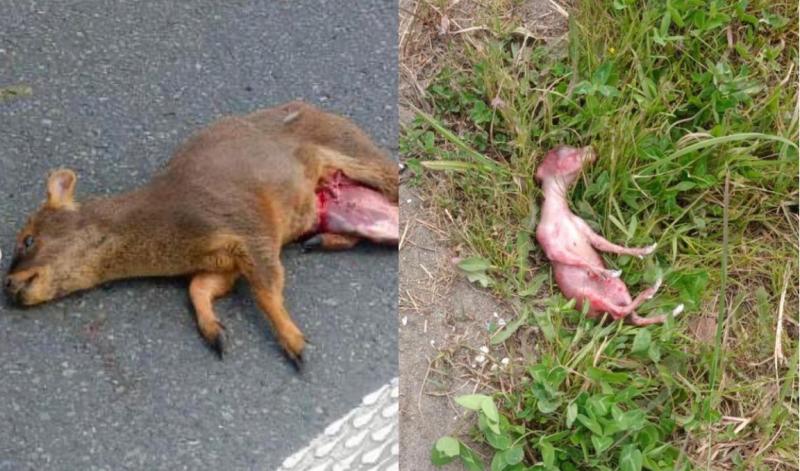 Foto: Instagram @defendamos_chiloe - Pudú embarazada muere atropellada en Chiloé