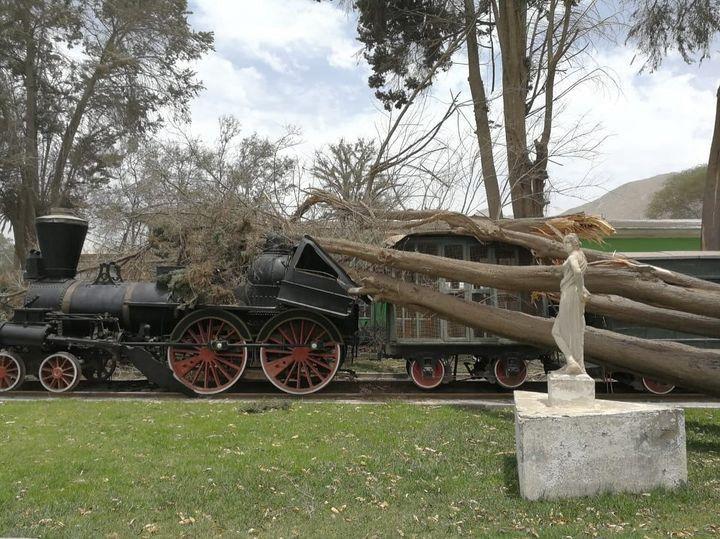 Árbol caído por fuertes vientos en Universidad de Atacama, Copiapó