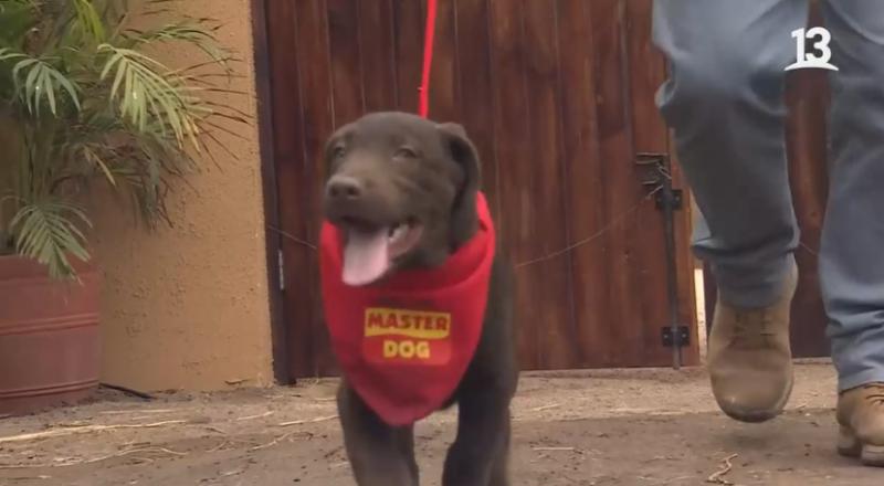 Así fue la llegada de Canelo, el nuevo integrante de “Tierra Brava”