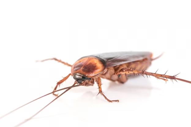 freepik - Hombre quema su departamento por intentar matar a cucaracha