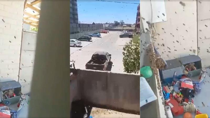 Cedida - Mujer denuncia que no recibió ayuda por plaga de abejas en Talca