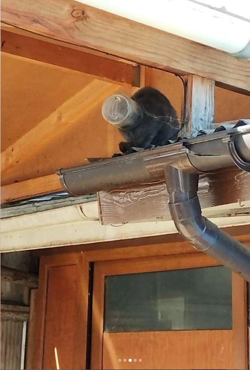 URAT - Gato con la cabeza atascada