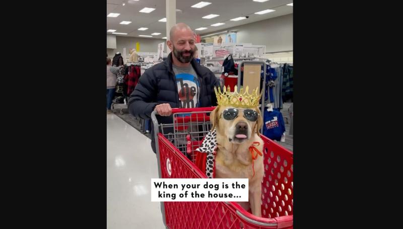 Captura @magnusthetherapydog - "Lo amo más de lo que pueda imaginar": Perro se mantiene 24/7 con su amo enfermo del corazón en el hospital