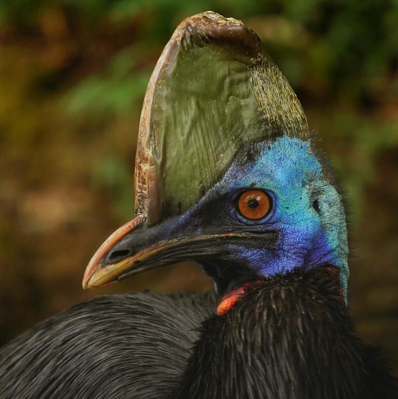 ¡Un susto!: Bañistas se encontraron frente a frente con el "ave más peligrosa del mundo"
