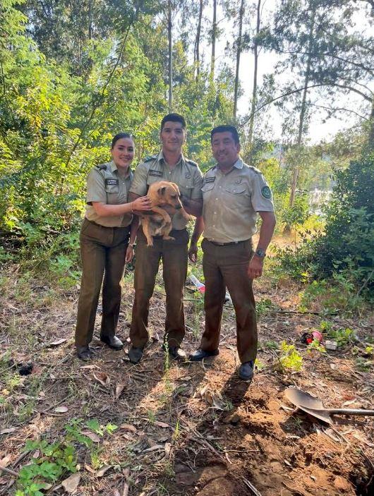 Carabineros rescatan a perrito atrapado en una madriguera de conejo en Nacimiento