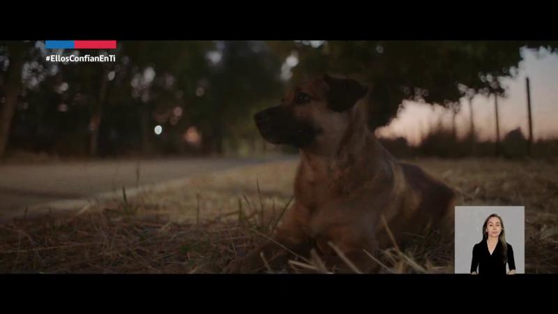 "Ellos confían en tí": La emotiva campaña del Gobierno para incentivar la tenencia responsable