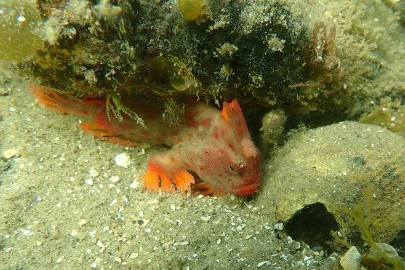 afp - Científicos de Australia buscan salvar raros peces con manos del cambio climático