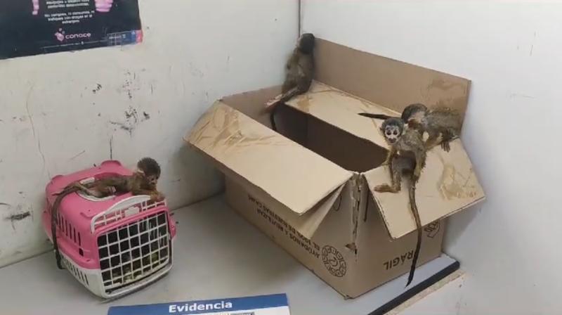 Aduanas - Monos bebés rescatados en Tarapacá