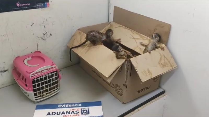 Aduanas - Monos bebés rescatados en Tarapacá