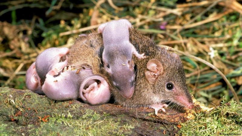 Las crías y la hembra se comen la carne del macho ya muerto tras intensas horas de sexo.