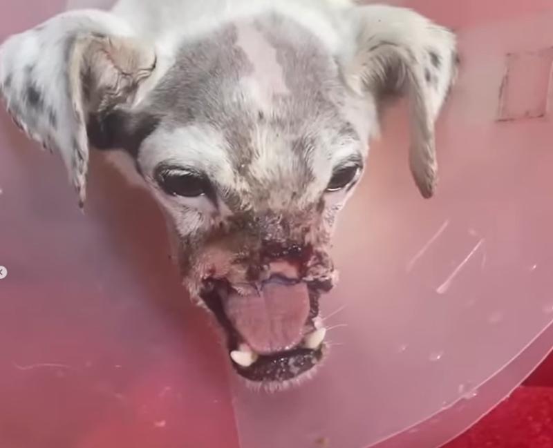 @infocaninachile - Perro Max