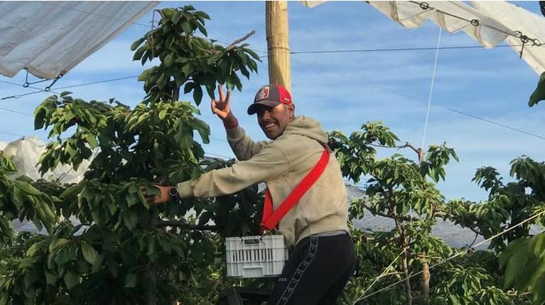 Sebastián Varas trabajando con cerezas / Créditos: AS Chile