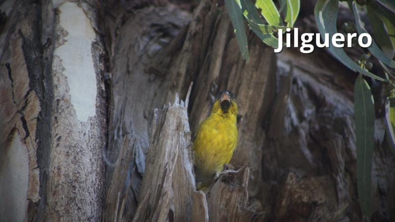 Emilio Ramírez - Jilguero