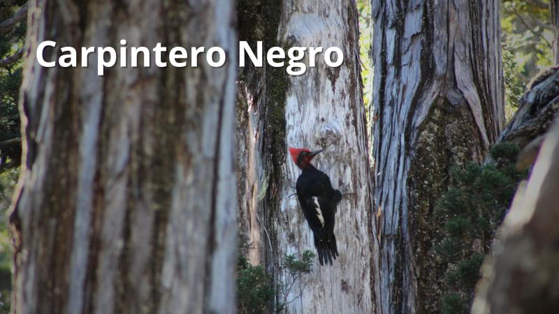 Emilio Ramírez - Carpintero negro