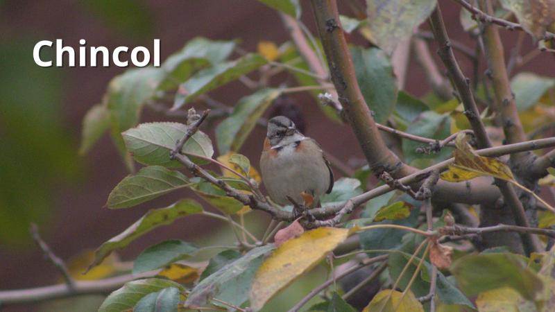 Emilio Ramírez - Chincol