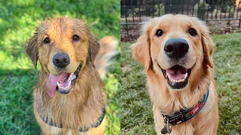 Instagram - Los perros: A la izquierda Simba (Romeo) y a la derecha Dakota (Julieta)