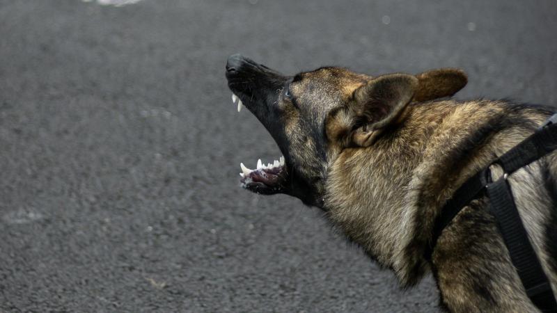 Adulta mayor fue atacada por sus propios perros en La Calera: Quedó con lesiones de mediana gravedad