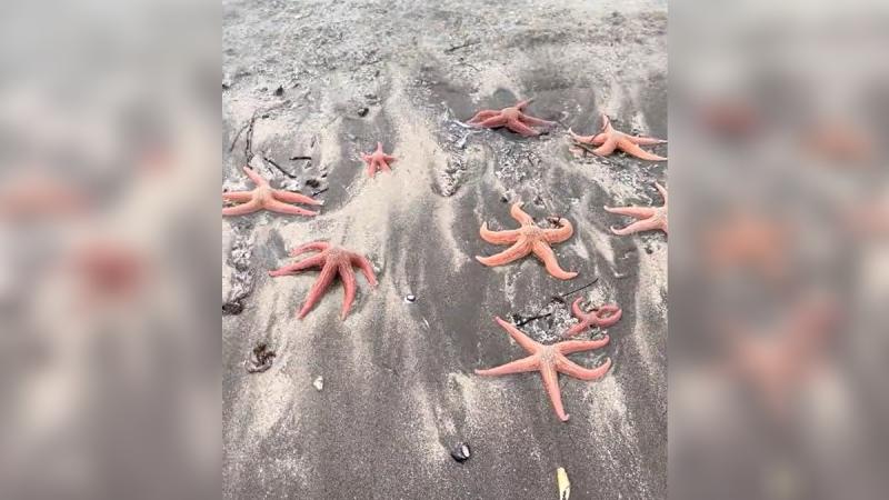 TikTok/estilorococo - Varazón de estrellas de mar