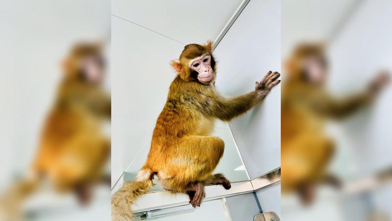 AFP - Primera clonación exitosa de un macaco Rhesus