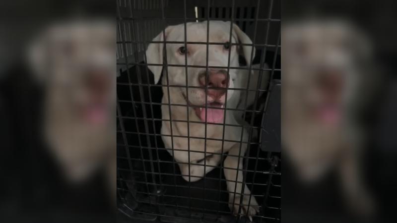 Instagram/ayudacallejeros - Perros fueron incautados por grave caso de maltrato animal en Quilicura