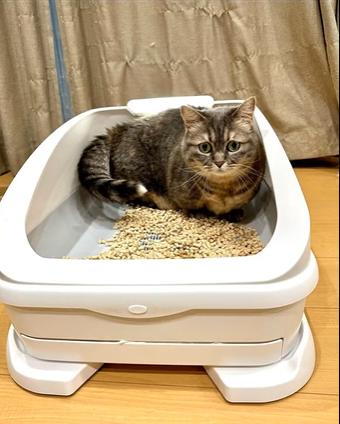 Instagram - Conoce el origen del gato viral de “Chipi Chipi Chapa Chapa Dubidubidu”