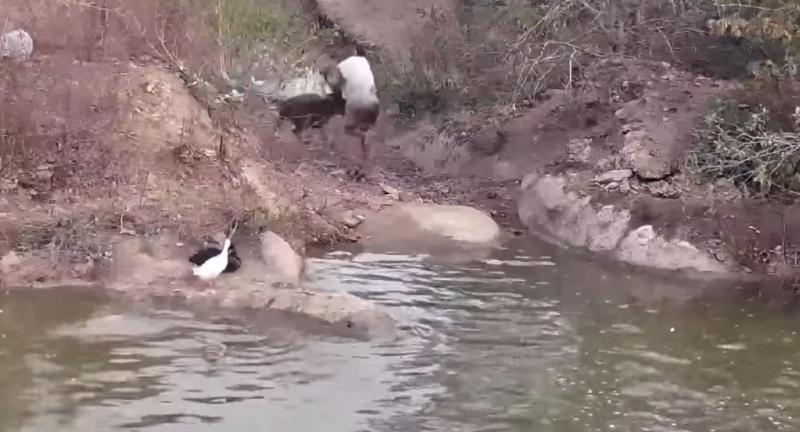 "Perrito" ataca a Frank Cuesta en su santuario de Tailandia