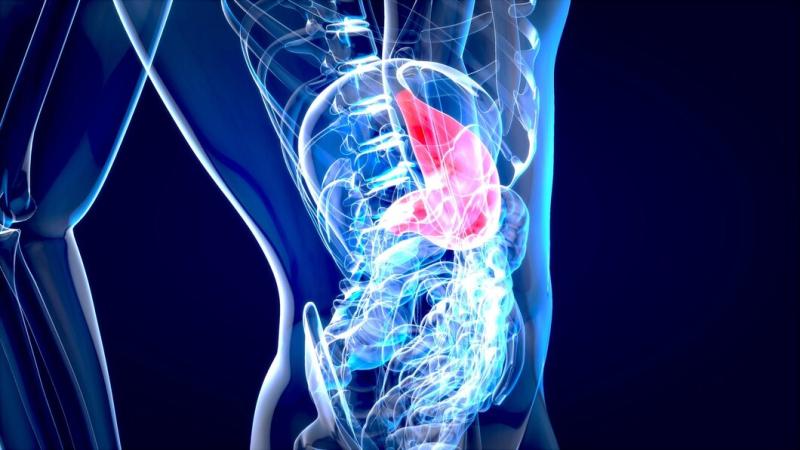 Representación del hígado visto desde la espalda