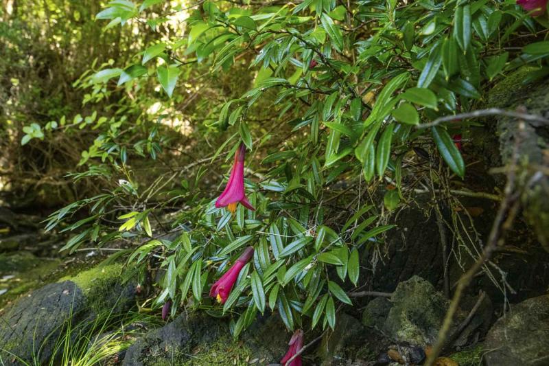 Isla Traiguén a la venta: Corredora estadounidense la ofrece como "Isla Virgen" por 35 millones de dólares