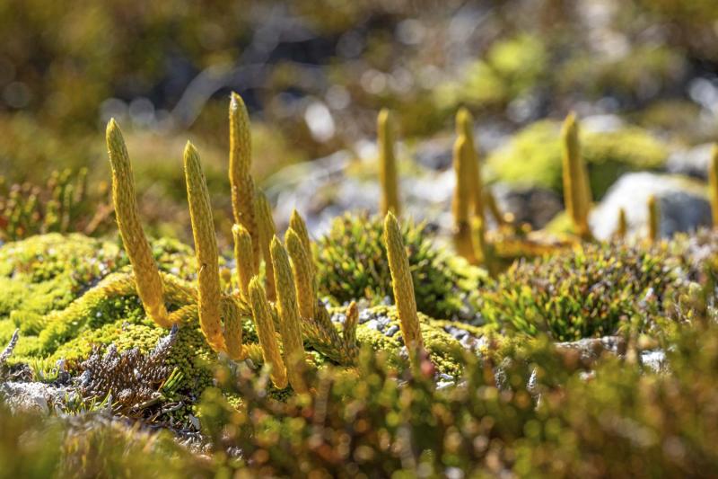 Isla Traiguén a la venta: Corredora estadounidense la ofrece como "Isla Virgen" por 35 millones de dólares
