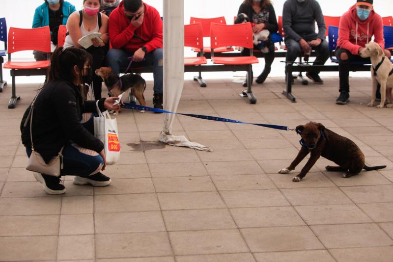 Agencia Uno - Niño de 1 años fue atacado por perro a cargo de paseador en Ñuñoa: Fue operado de urgencia