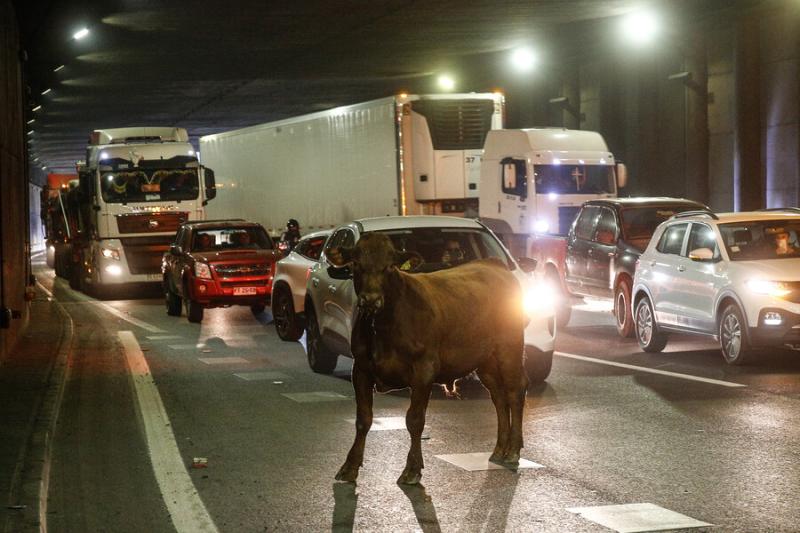 Agencia Uno - Vacas en General Velásquez