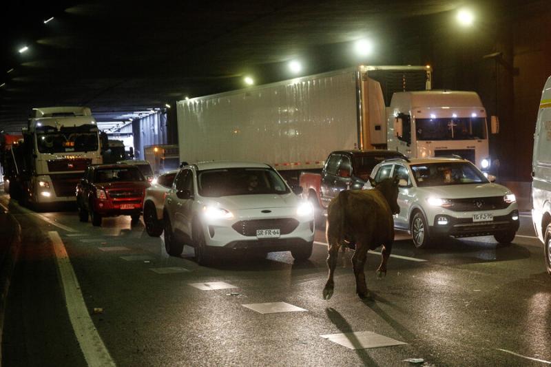 Agencia Uno - Vacas en General Velásquez