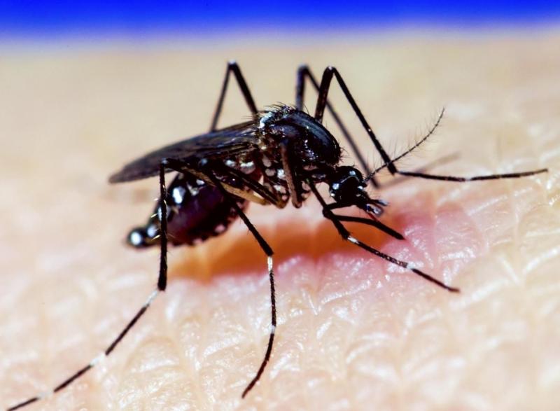 Mosquito Aedes Aegyti (dengue) - AFP