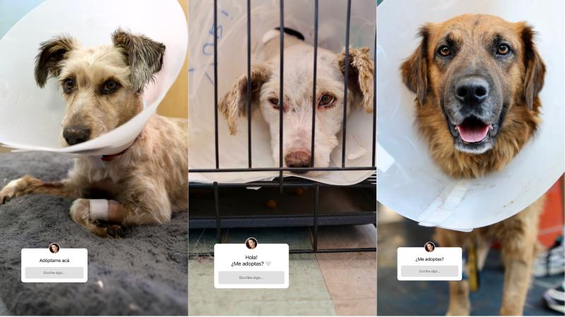 Instagram - Algunos de los perros que Belén Soto ayuda a dar en adopción